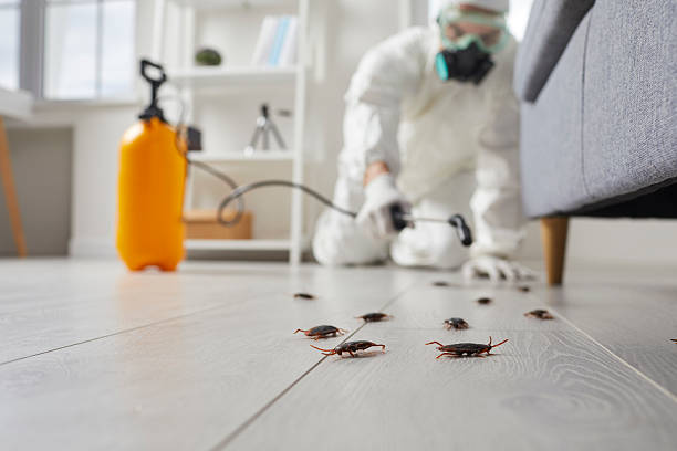 Commercial Rodent Management in Cortland West
